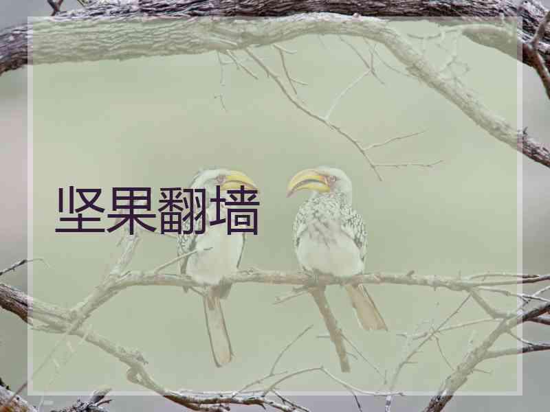 坚果翻墙