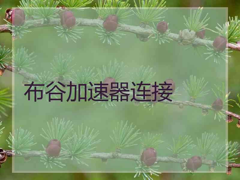 布谷加速器连接