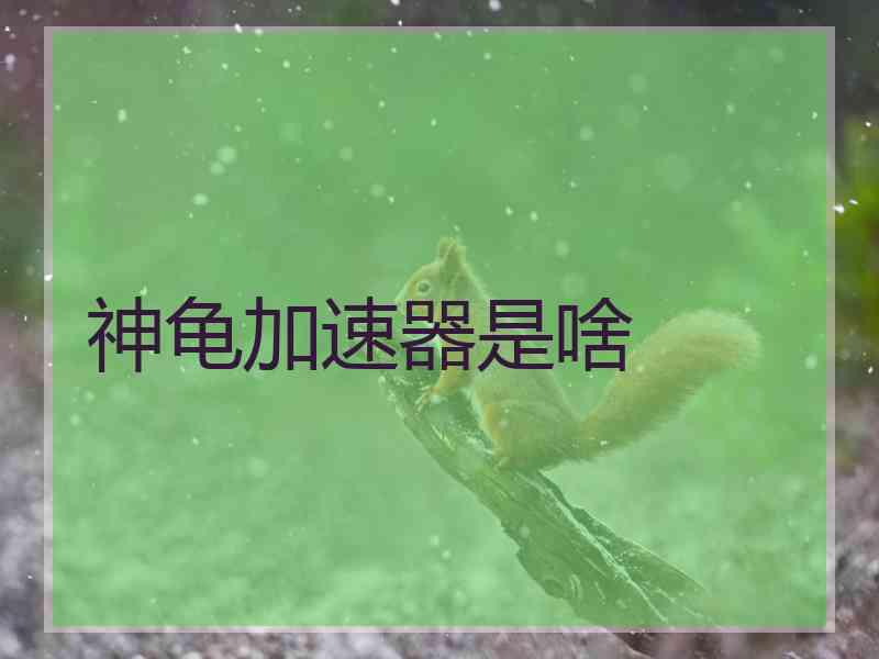 神龟加速器是啥