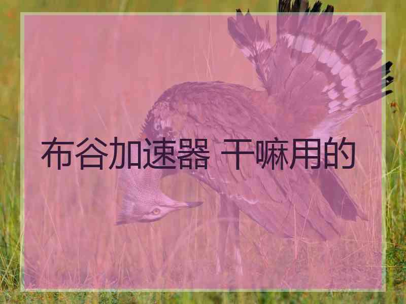 布谷加速器 干嘛用的