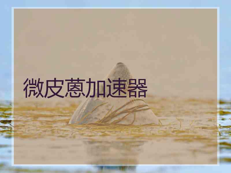 微皮蒽加速器
