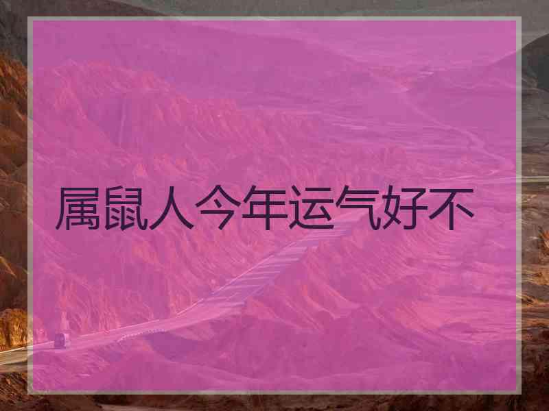 属鼠人今年运气好不