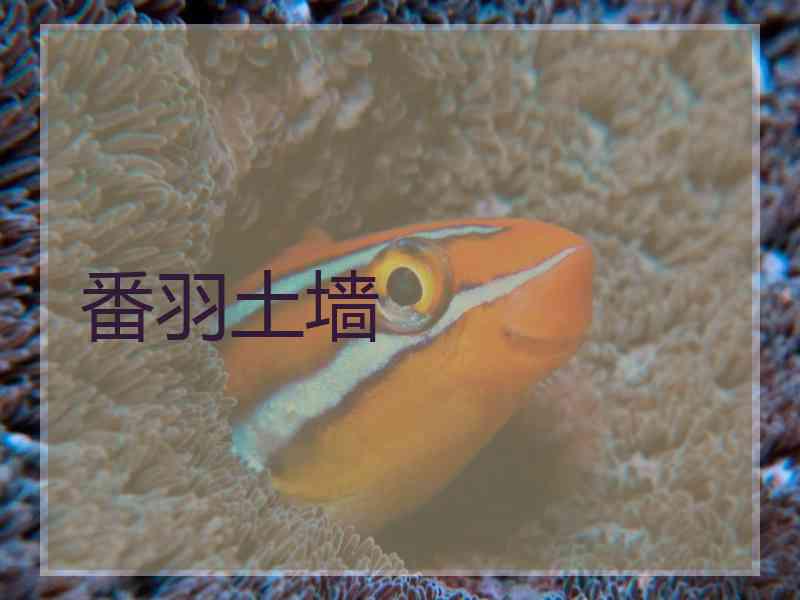 番羽土墙