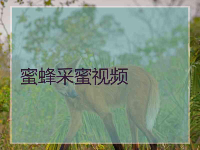 蜜蜂采蜜视频