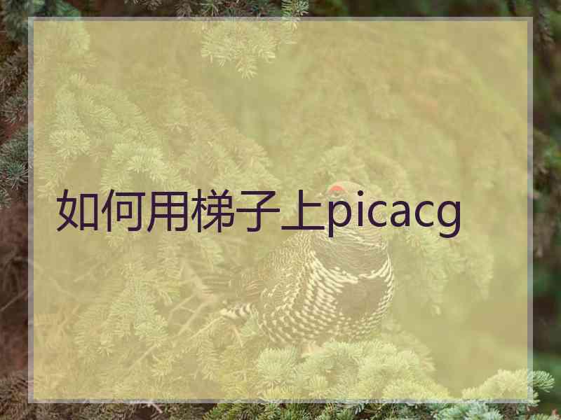 如何用梯子上picacg