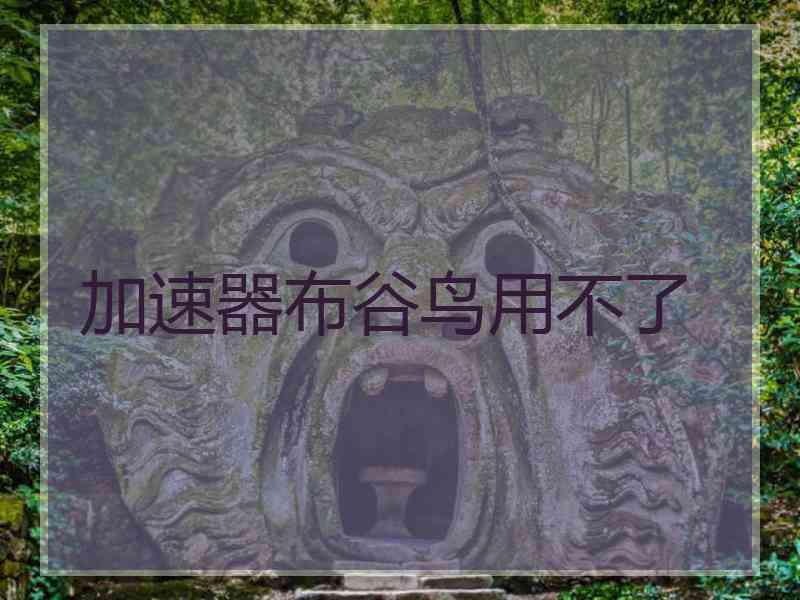 加速器布谷鸟用不了
