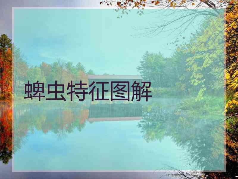 蜱虫特征图解