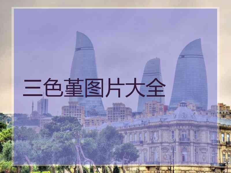 三色堇图片大全