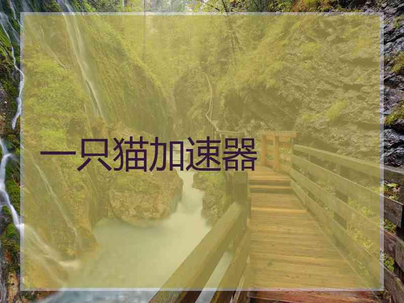 一只猫加速器