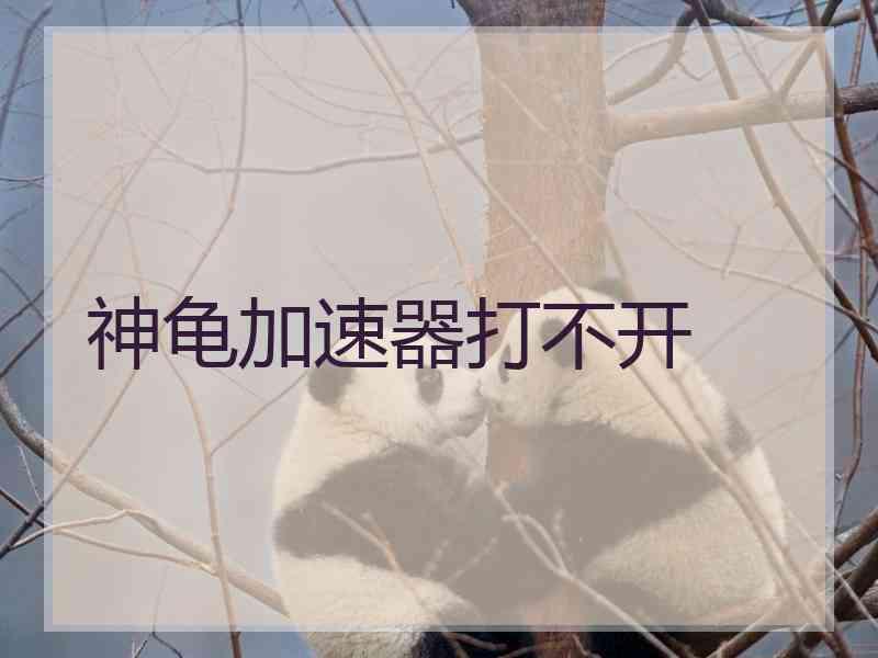 神龟加速器打不开