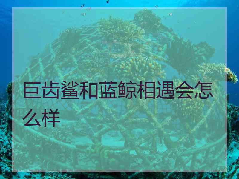 巨齿鲨和蓝鲸相遇会怎么样