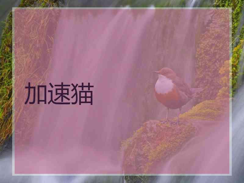加速猫