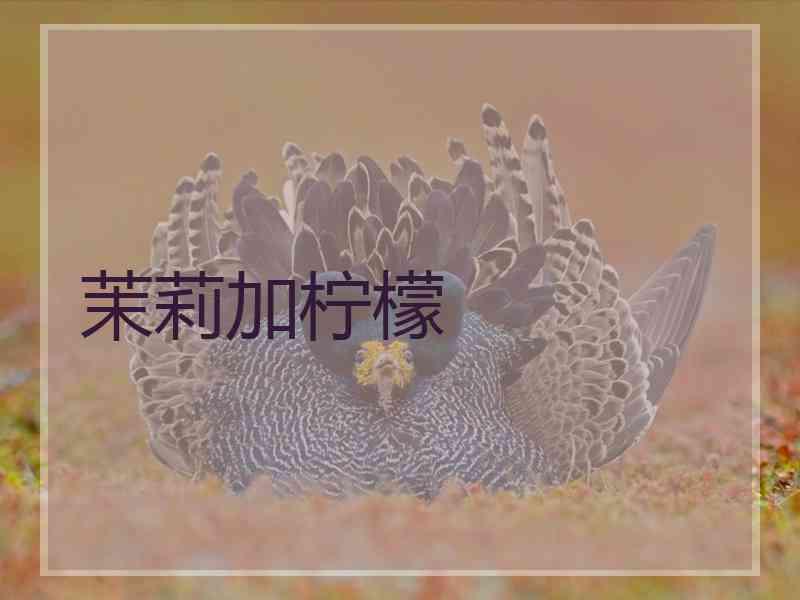 茉莉加柠檬