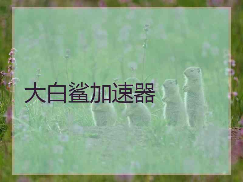 大白鲨加速器