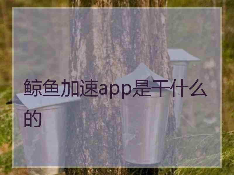 鲸鱼加速app是干什么的