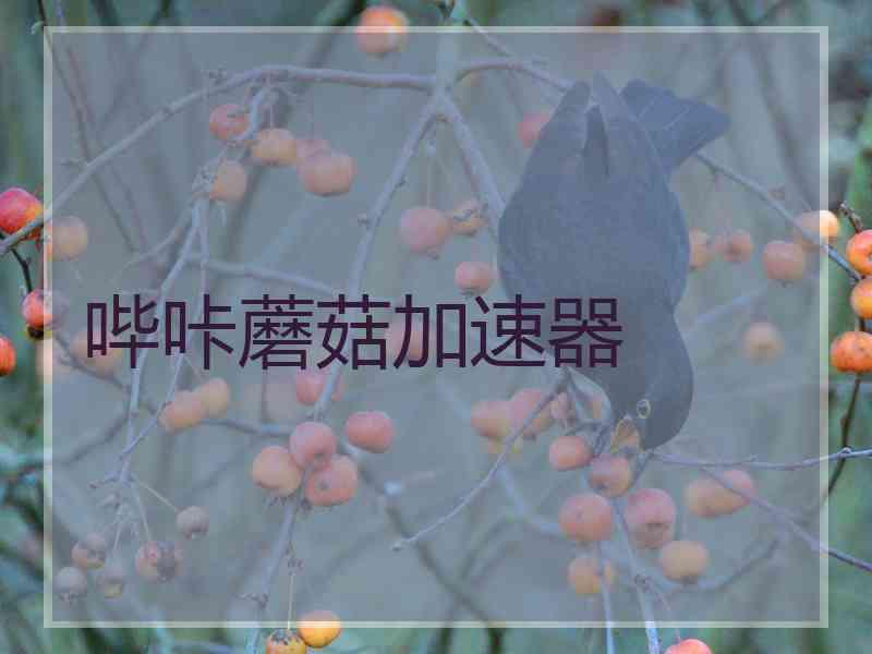哔咔蘑菇加速器