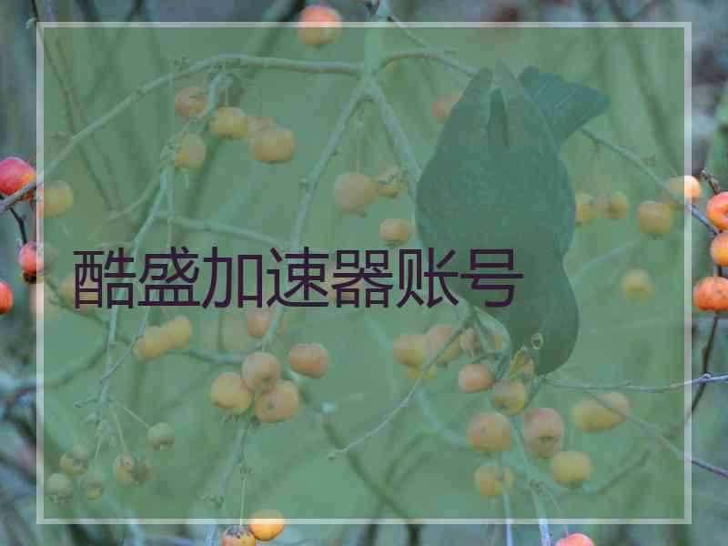 酷盛加速器账号