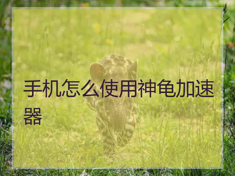 手机怎么使用神龟加速器