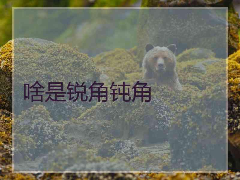 啥是锐角钝角