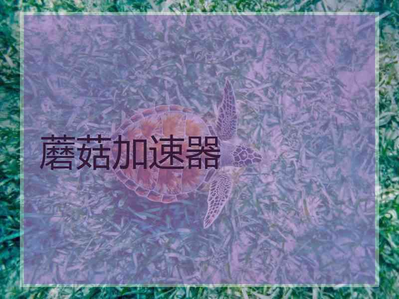 蘑菇加速器