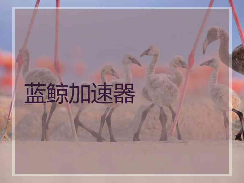 蓝鲸加速器