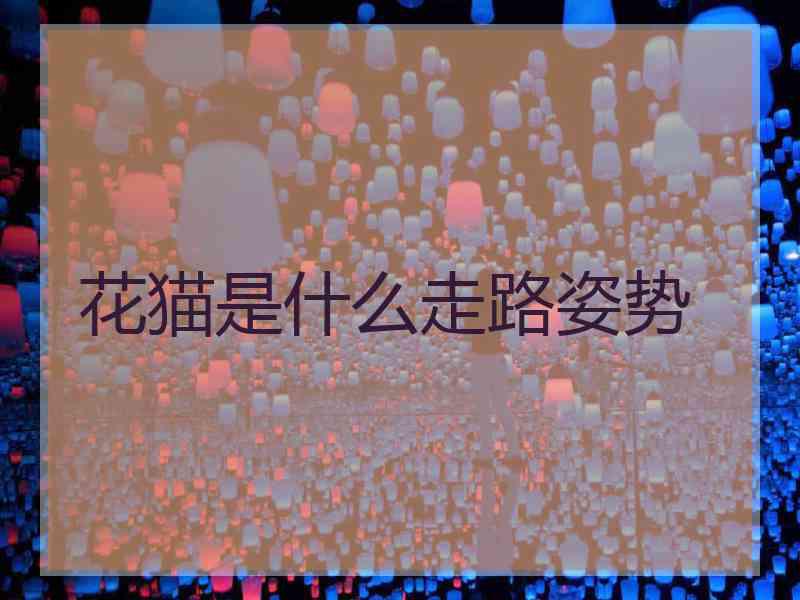 花猫是什么走路姿势