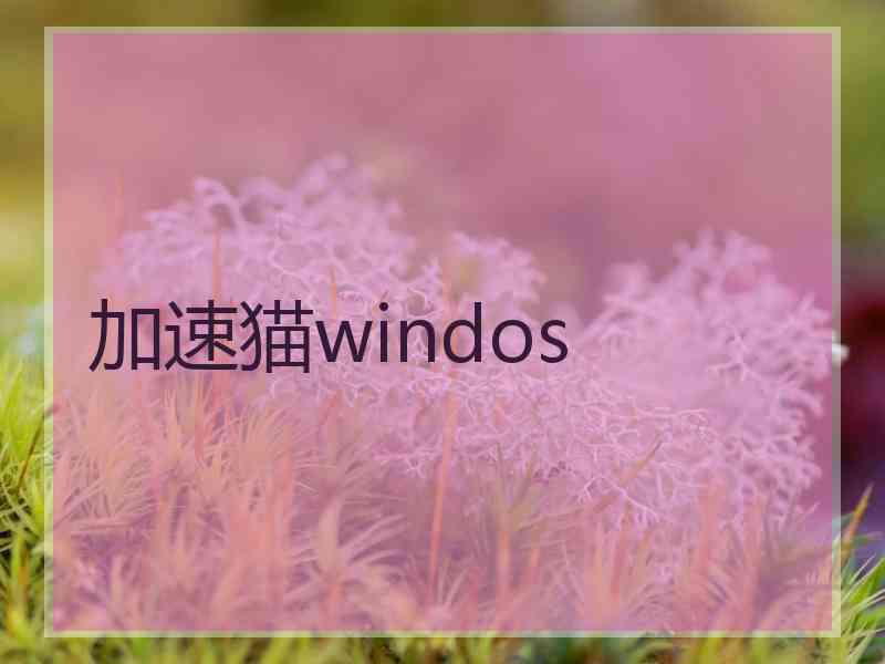 加速猫windos