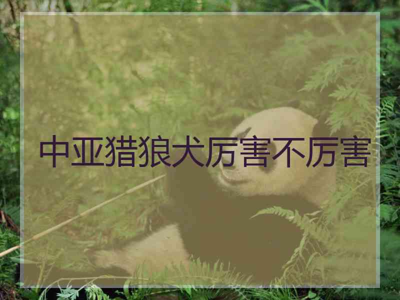 中亚猎狼犬厉害不厉害