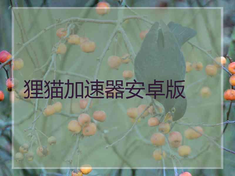 狸猫加速器安卓版