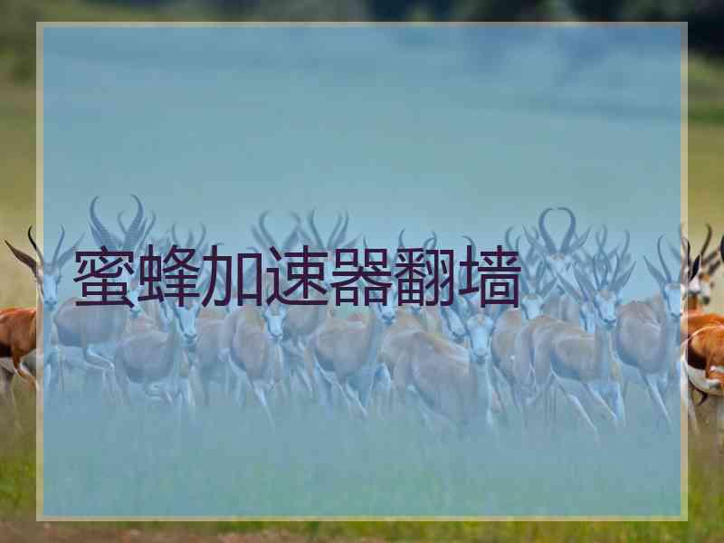 蜜蜂加速器翻墙