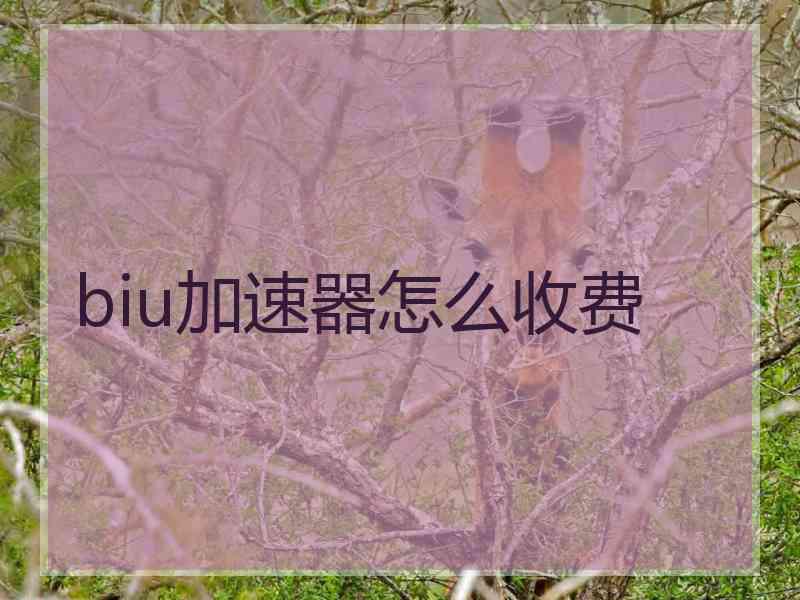 biu加速器怎么收费