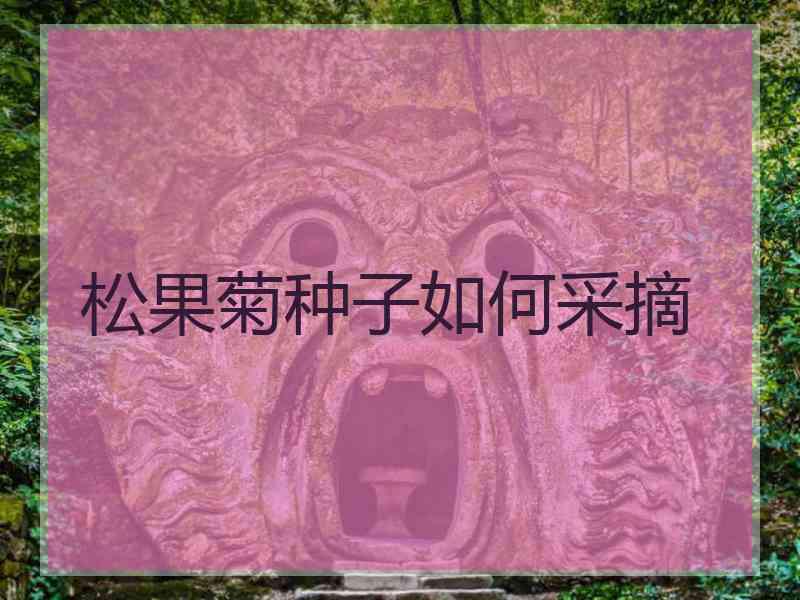 松果菊种子如何采摘