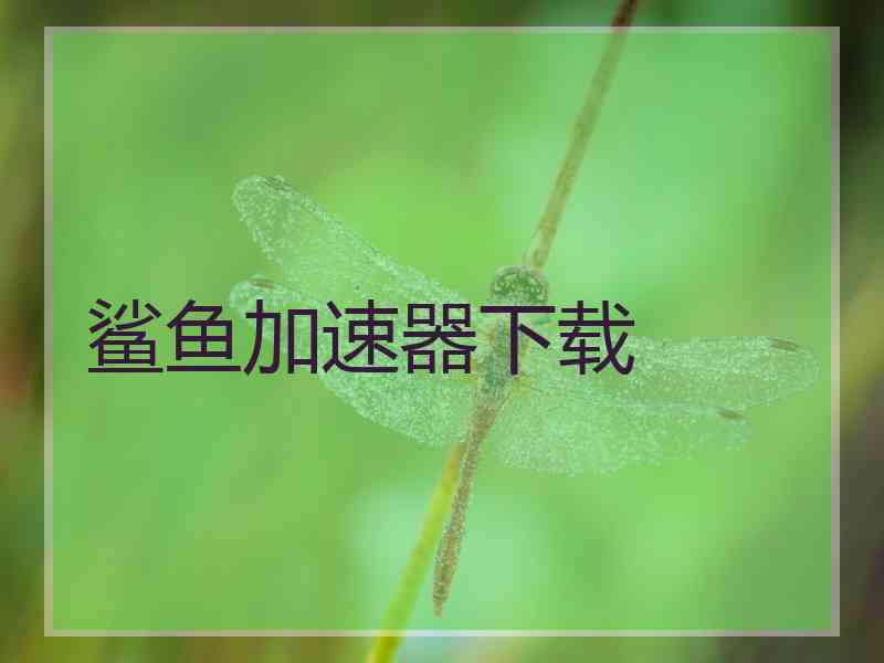 鲨鱼加速器下载