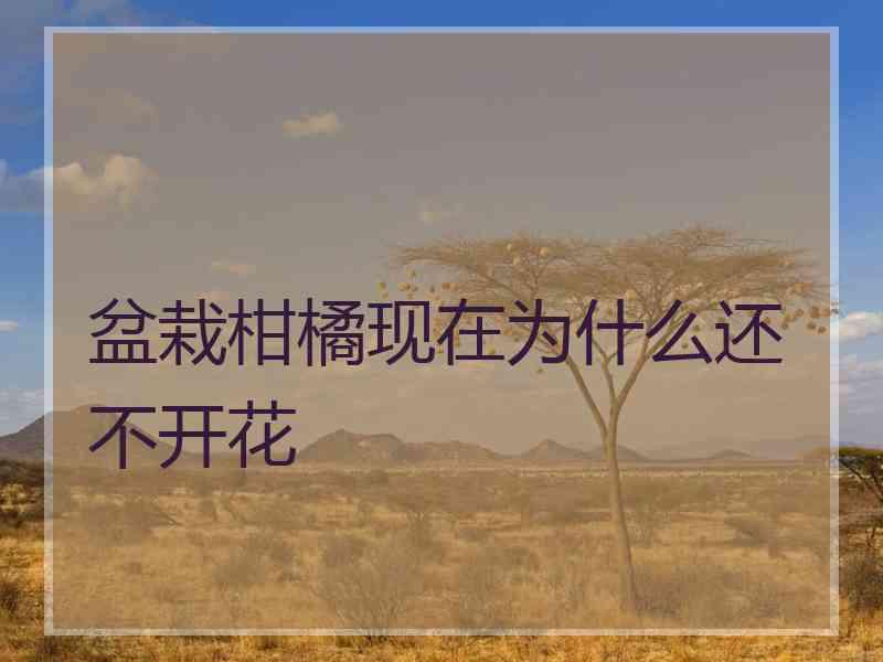 盆栽柑橘现在为什么还不开花